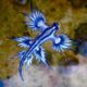dragón azul Guardamar