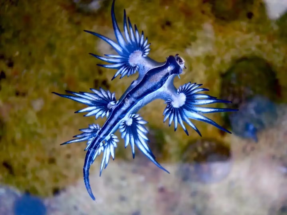 dragón azul Guardamar