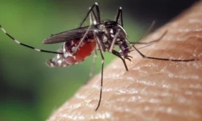 Chikungunya