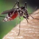Chikungunya