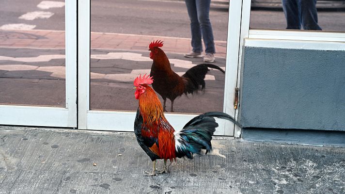 gallinas Torrevieja