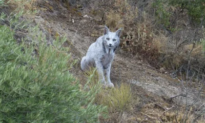 lince ibérico blanco