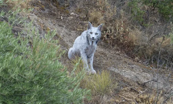 lince ibérico blanco