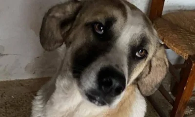 Niebla perra rescatada Adamuz