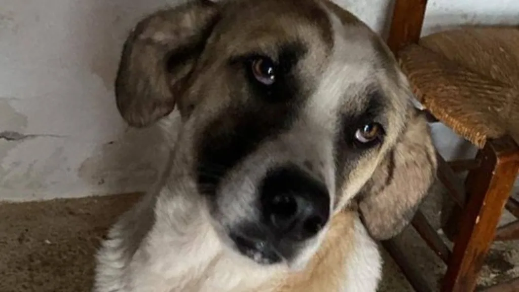 Niebla perra rescatada Adamuz