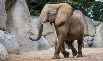 Muere elefanta Bioparc Valencia