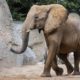 Muere elefanta Bioparc Valencia