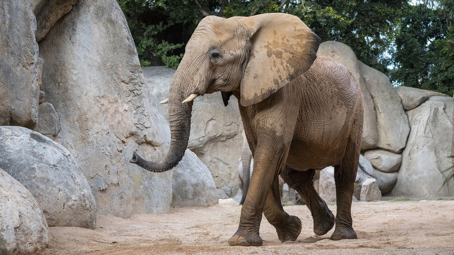 Muere elefanta Bioparc Valencia