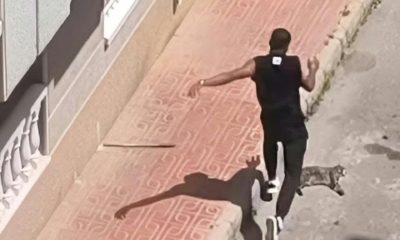 Detenido en Torrevieja por presuntamente matar a golpes a un gato de su expareja