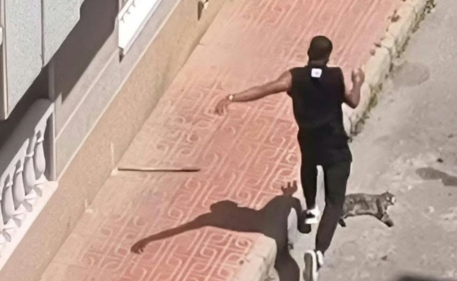 Detenido en Torrevieja por presuntamente matar a golpes a un gato de su expareja