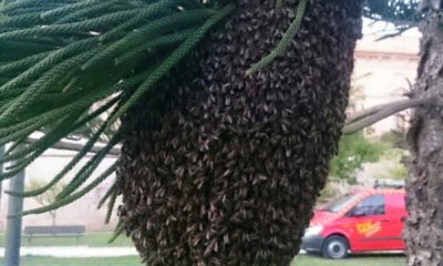 enjambres de abejas Valencia