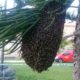 enjambres de abejas Valencia