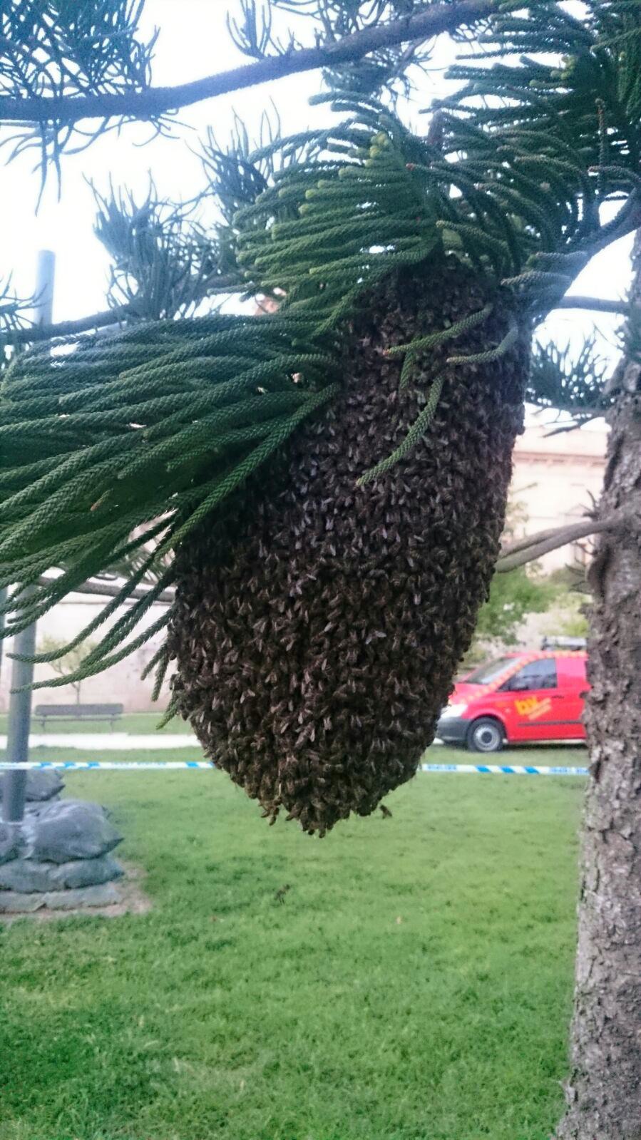 enjambres de abejas Valencia
