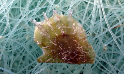 Ostra invasora