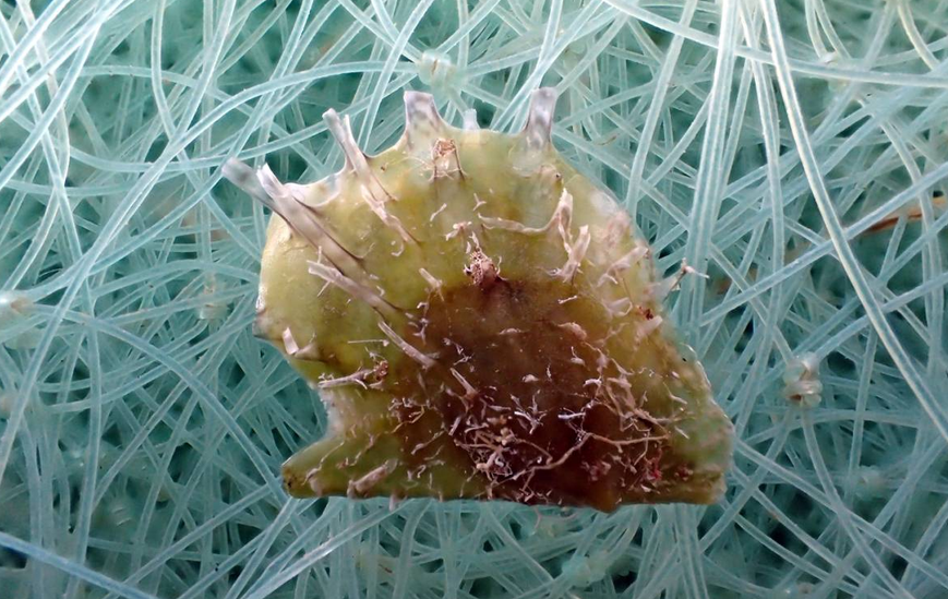 Ostra invasora