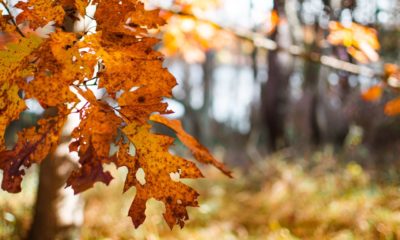 Qué día empieza el otoño