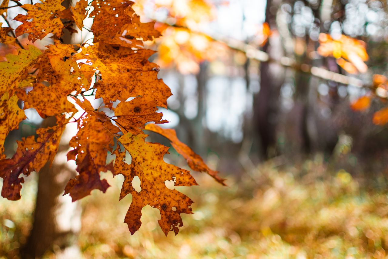 Qué día empieza el otoño