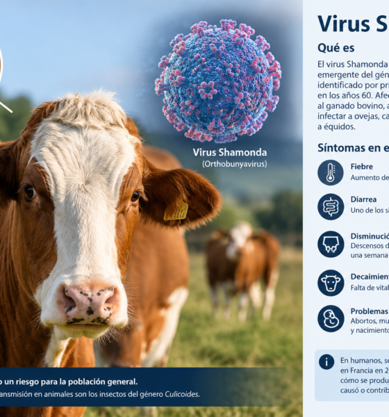 virus Shamonda