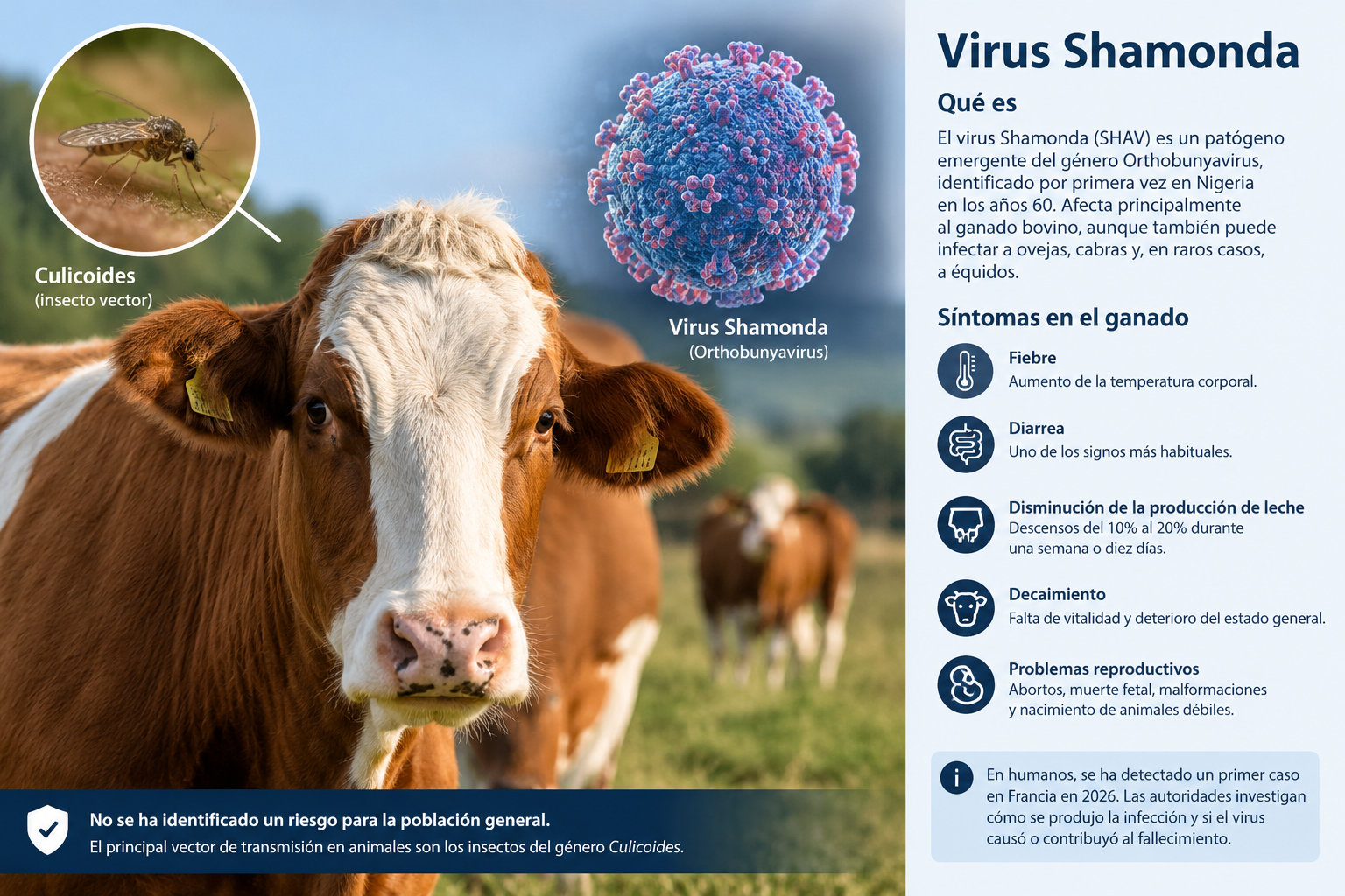 virus Shamonda
